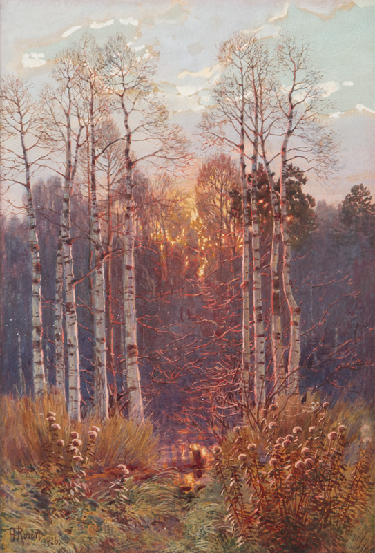 Birch Forest in Sunset