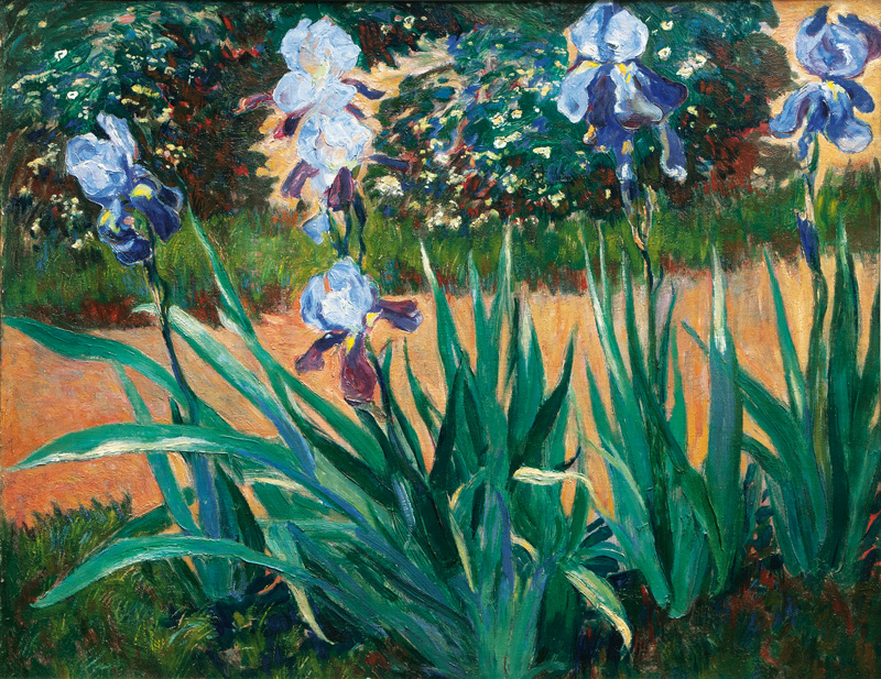 Blue Iris