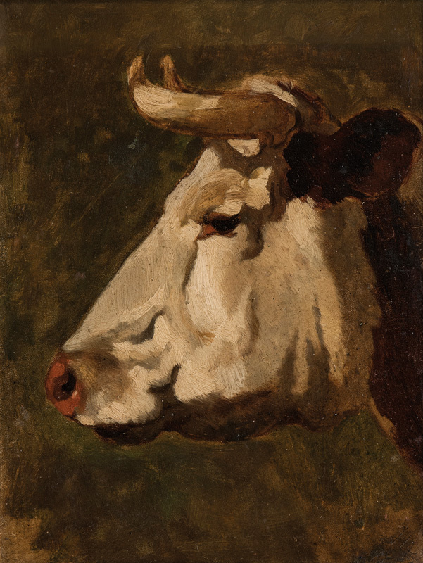 Head of a Cow