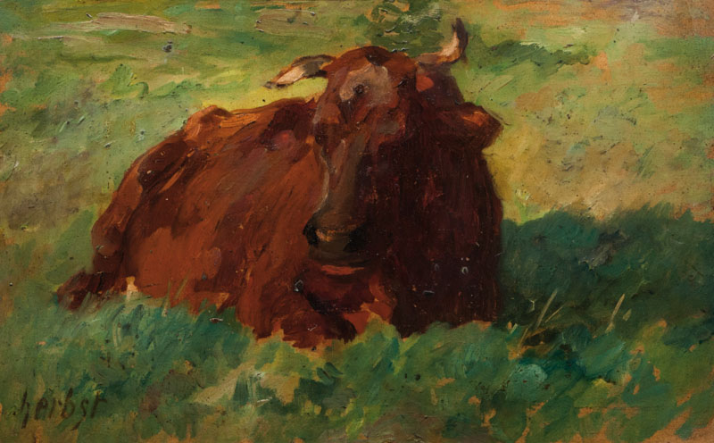 Resting Cow