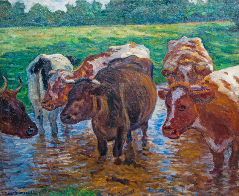Kühe im Wasser