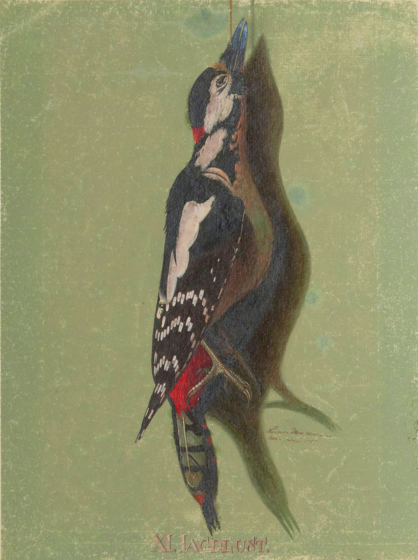 Still Life - Great Spotted Woodpecker