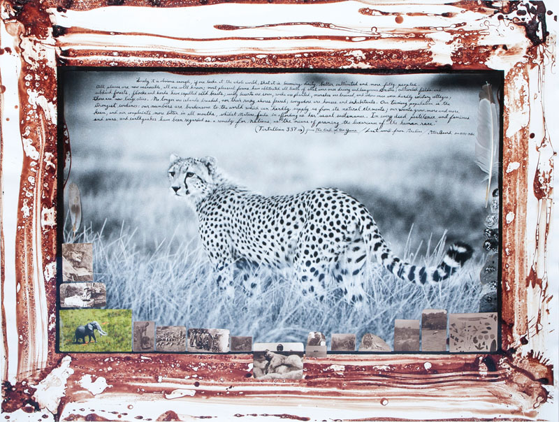 Single Cheetah - Einzelner Gepard