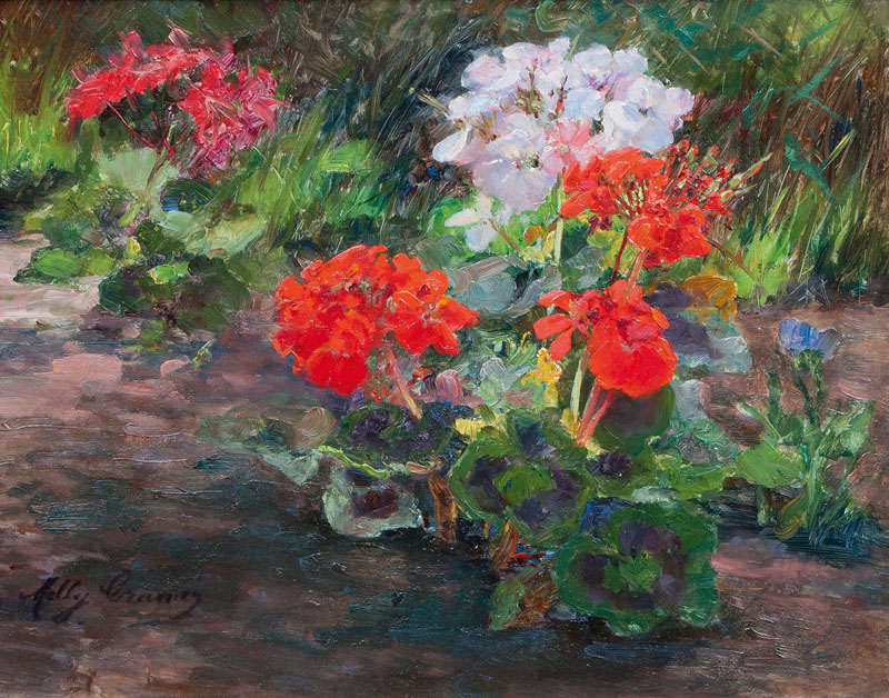 Pelargoniums