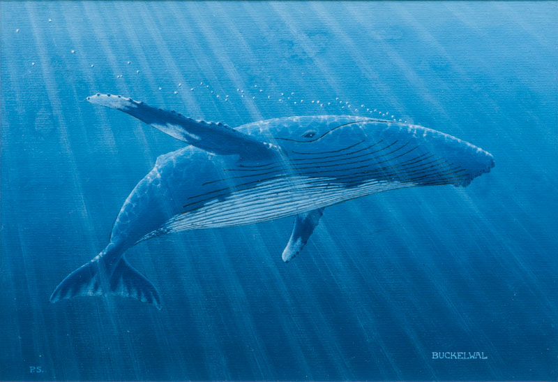 Peter Storck - Humpback Whale Humpback Whale