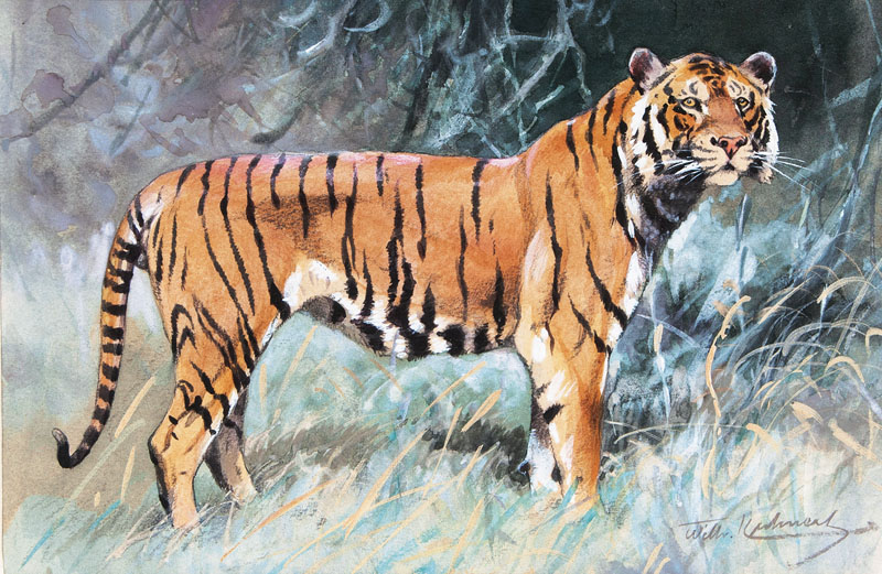 Aufmerkender Tiger