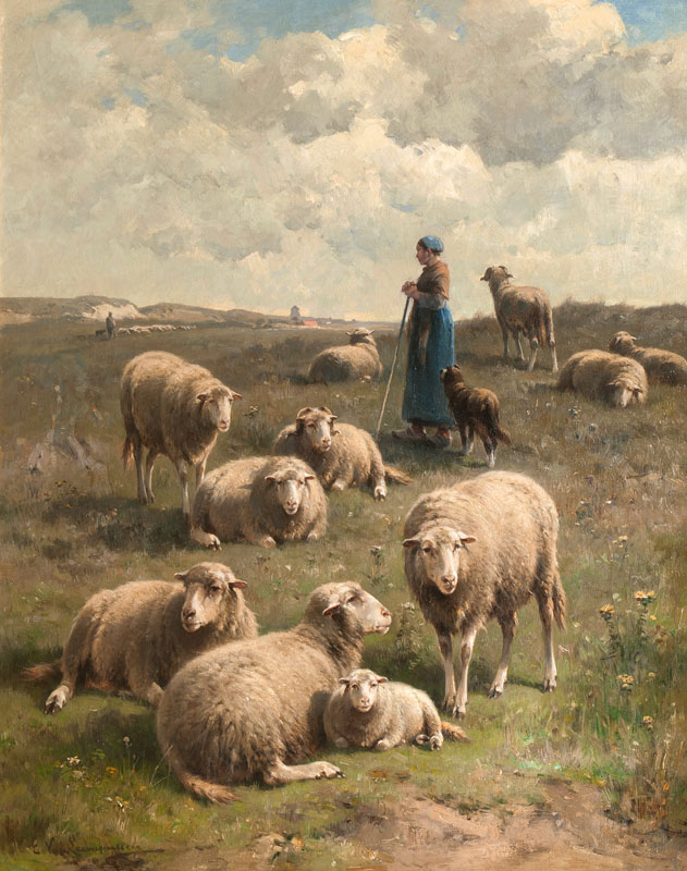 Schafe in den Dünen