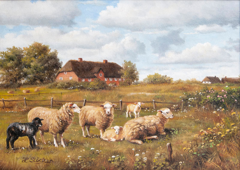 Schafe in Morsum-Dikwai auf Sylt