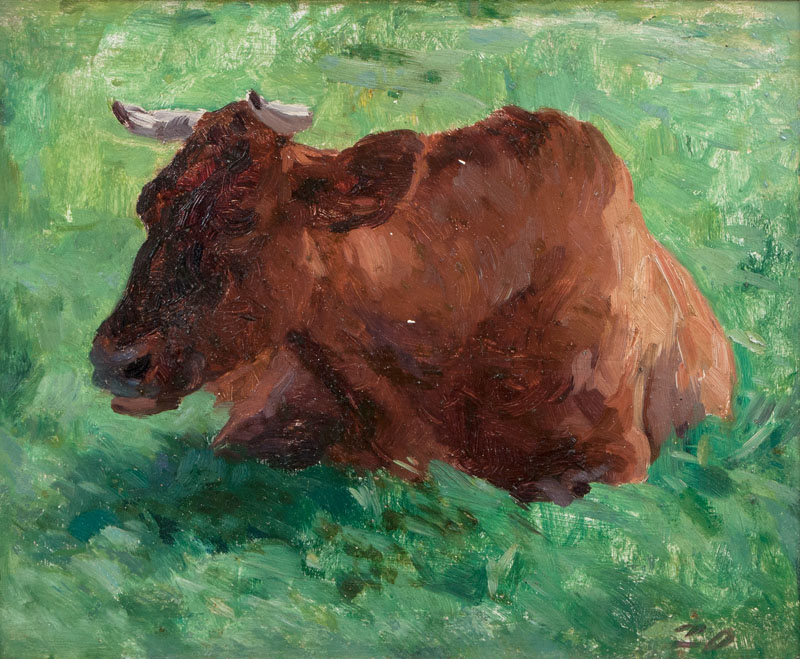 Resting Cow