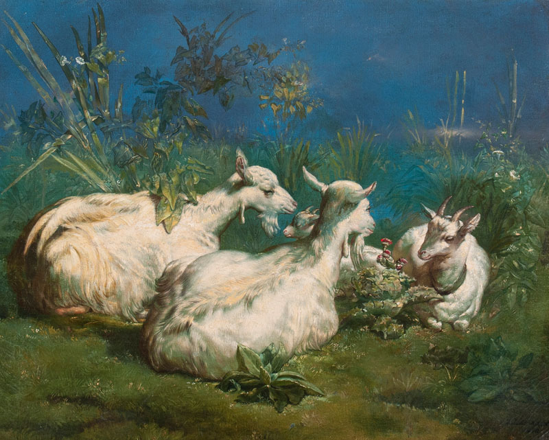 Resting Goats