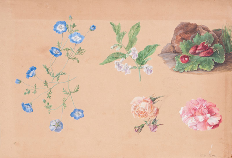 Studies of Blossoms and Strawberries