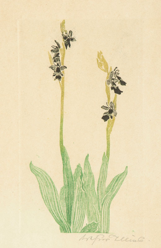 Four Flowers - image 4