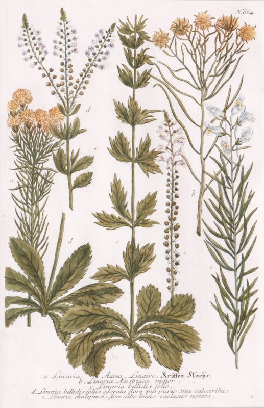 Vier Pflanzendarstellungen aus Phytanthoza iconographia