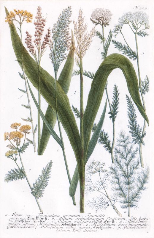 Vier Pflanzendarstellungen aus Phytanthoza iconographia - Bild 2