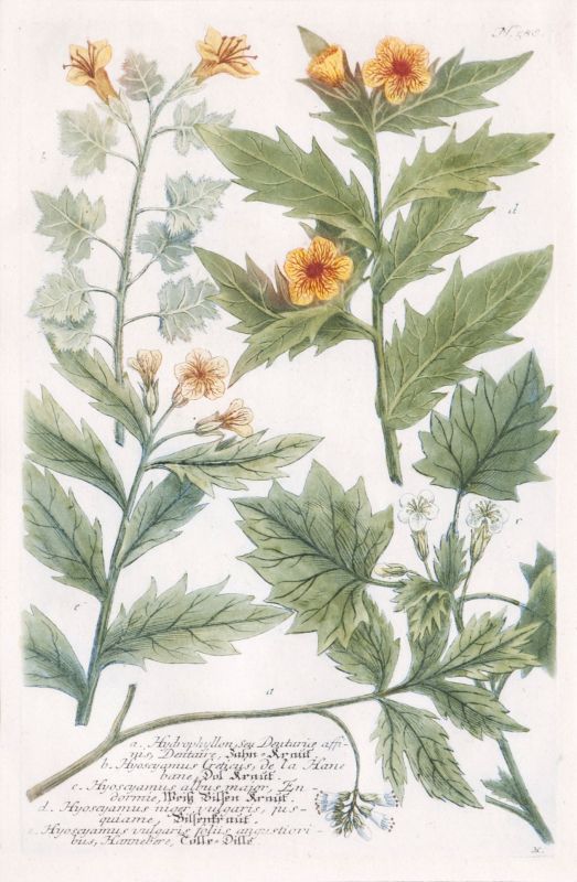 Vier Pflanzendarstellungen aus Phytanthoza iconographia - Bild 3