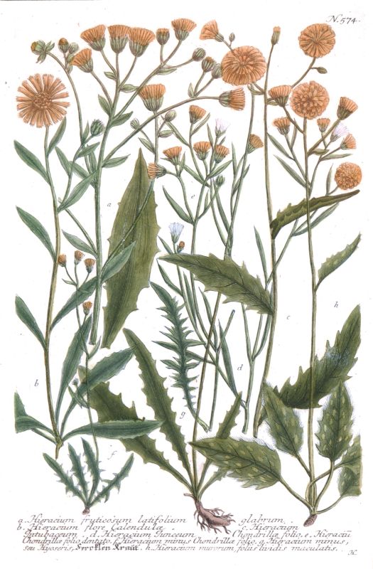Vier Pflanzendarstellungen aus Phytanthoza iconographia - Bild 4