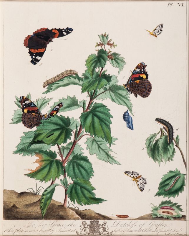 Two Prints with Insects and Plants - image 2