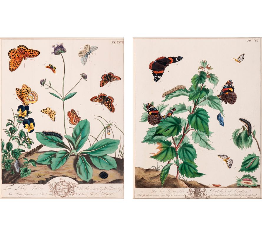 Two Prints with Insects and Plants - image 3