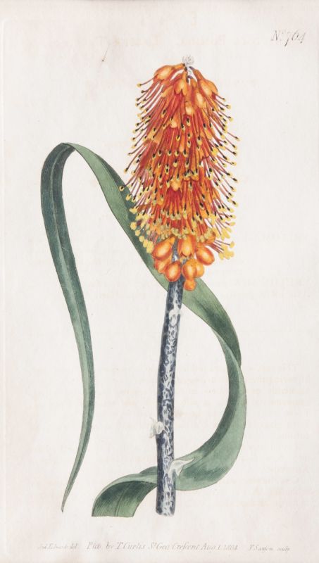 Three Botanical Prints - image 2