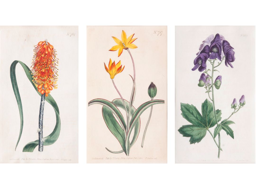 Three Botanical Prints - image 4