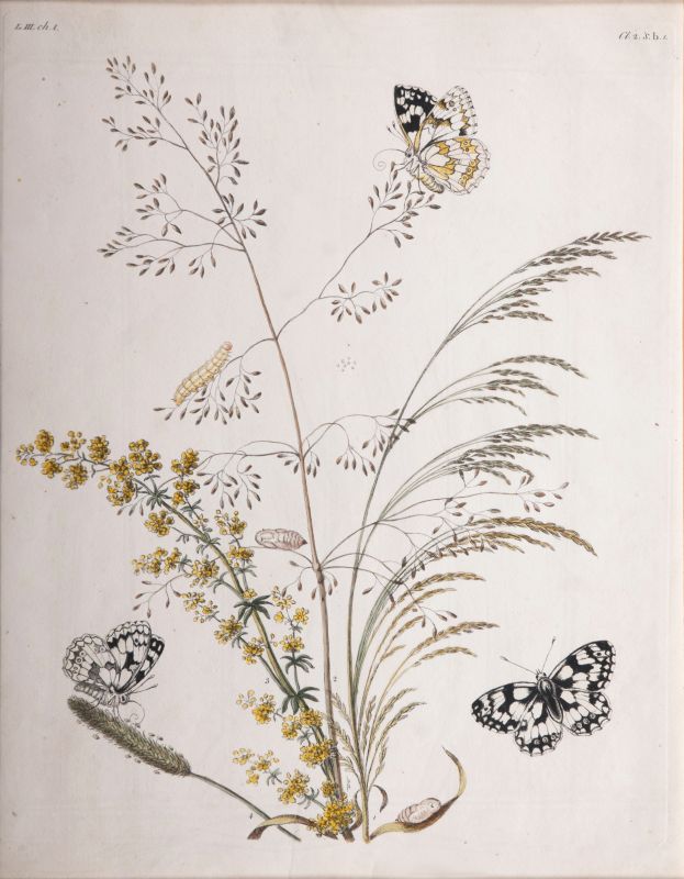 Three Prints: Insects on Plants - image 2