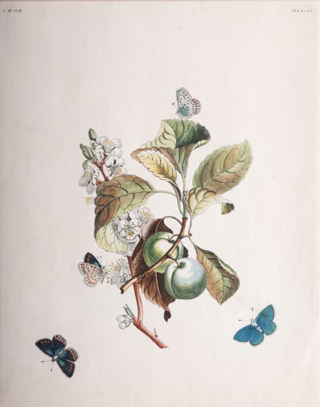 Three Prints: Insects on Plants - image 3