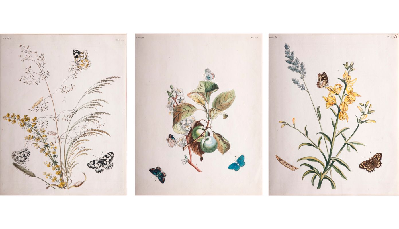 Three Prints: Insects on Plants - image 4