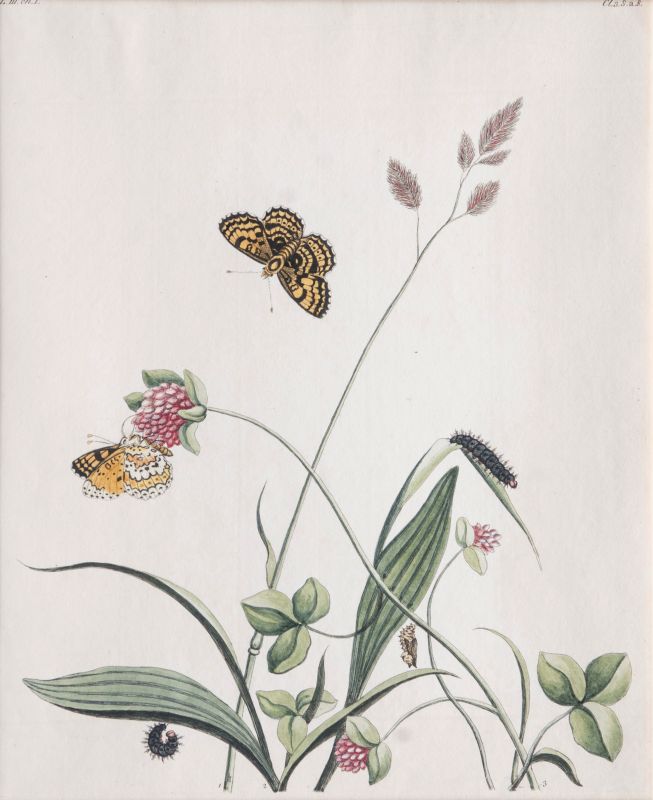 Two Prints: Insects on Plants