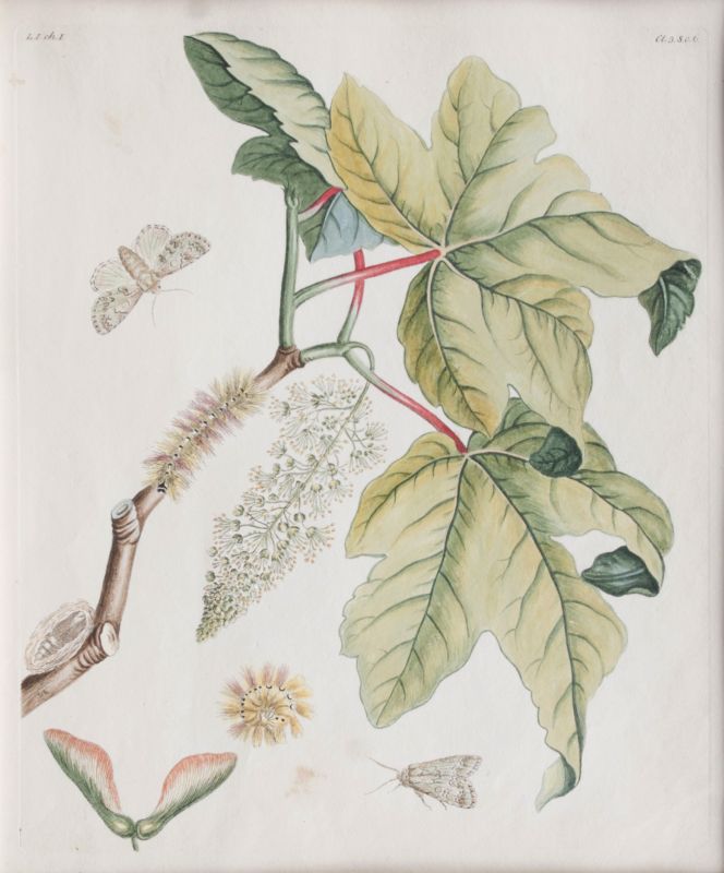 Two Prints: Insects on Plants - image 2