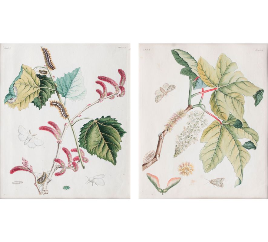 Two Prints: Insects on Plants - image 3