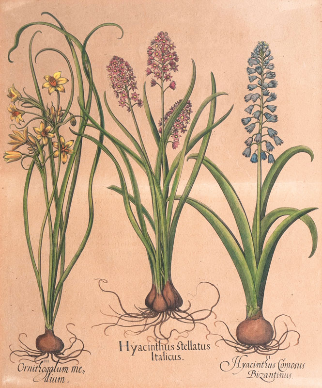 Basilius Besler - Hyacinthus Stellatus Italicus Hyacinthus Stellatus Italicus