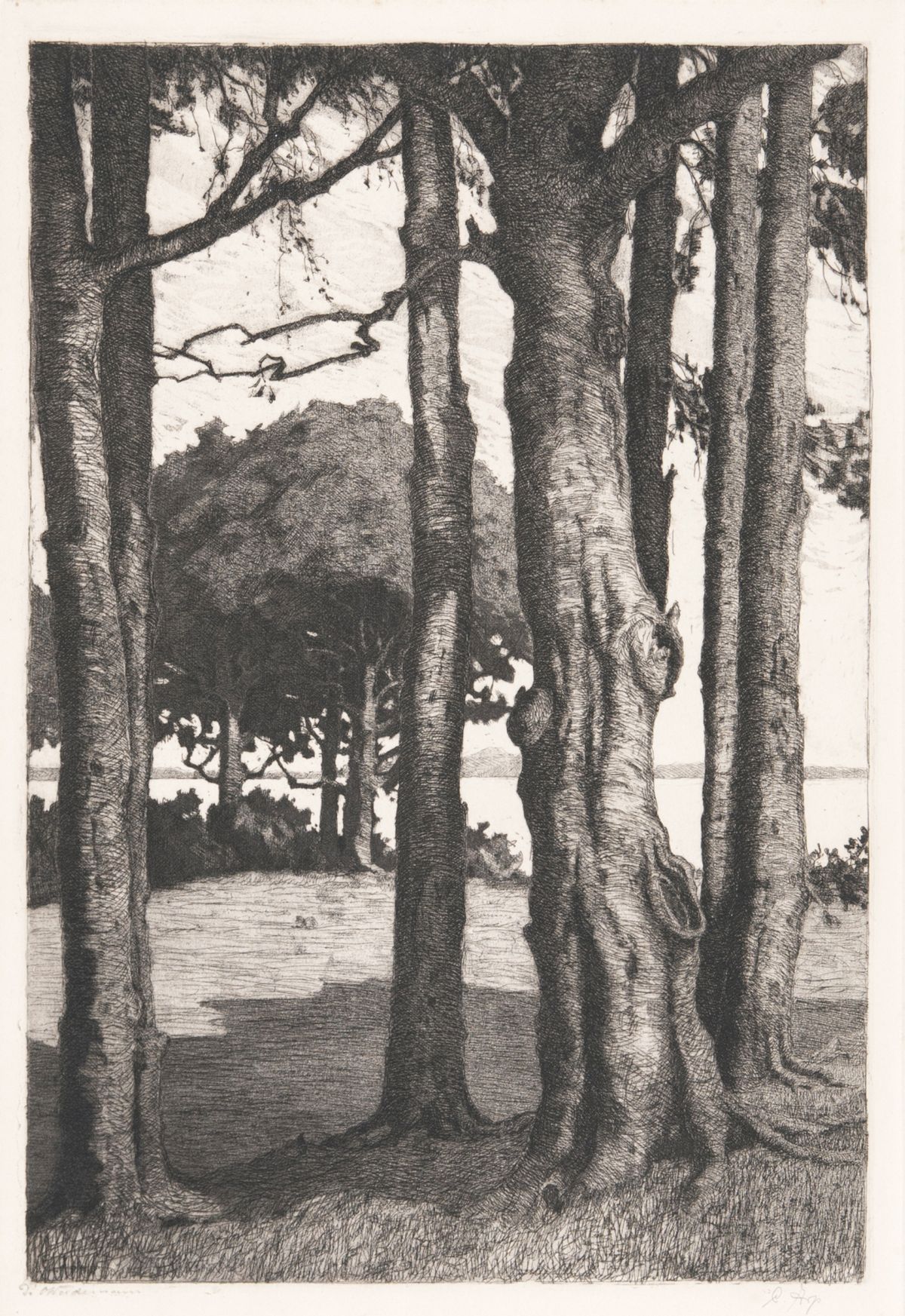 Bäume am See