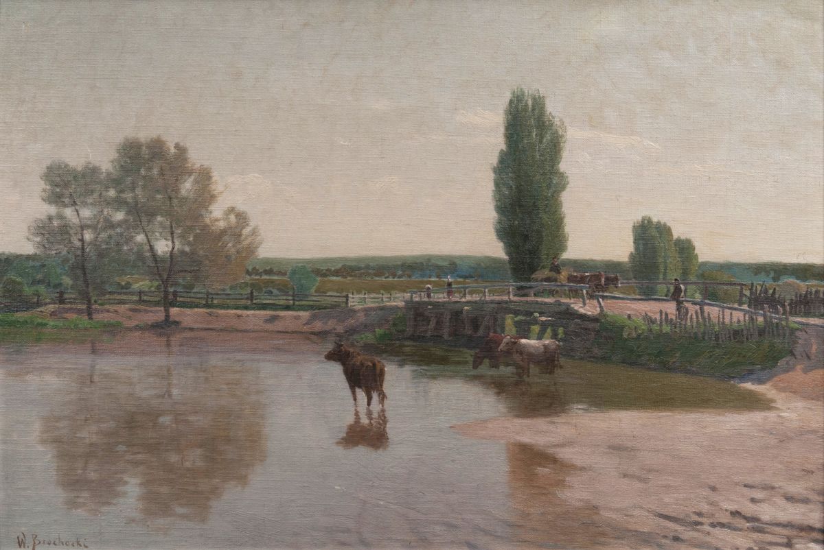 Cows in the Prosna River