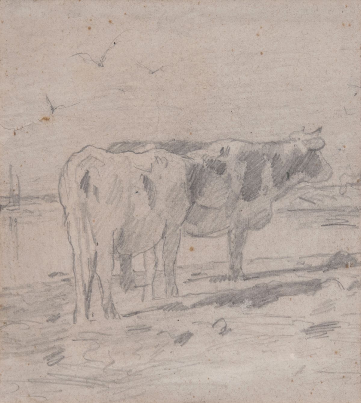 Two Cows