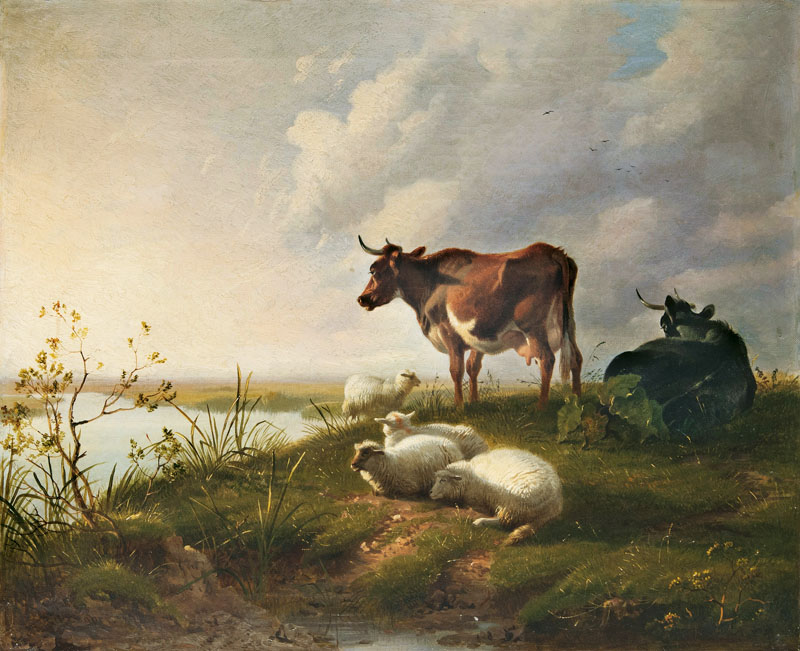 Kühe und Schafe