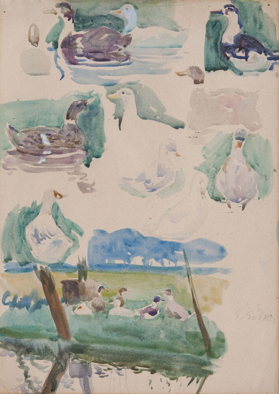 Sketches of Ducks