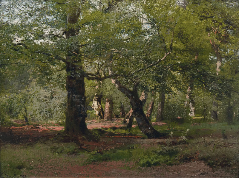 Lichter Wald im Sonnenschein