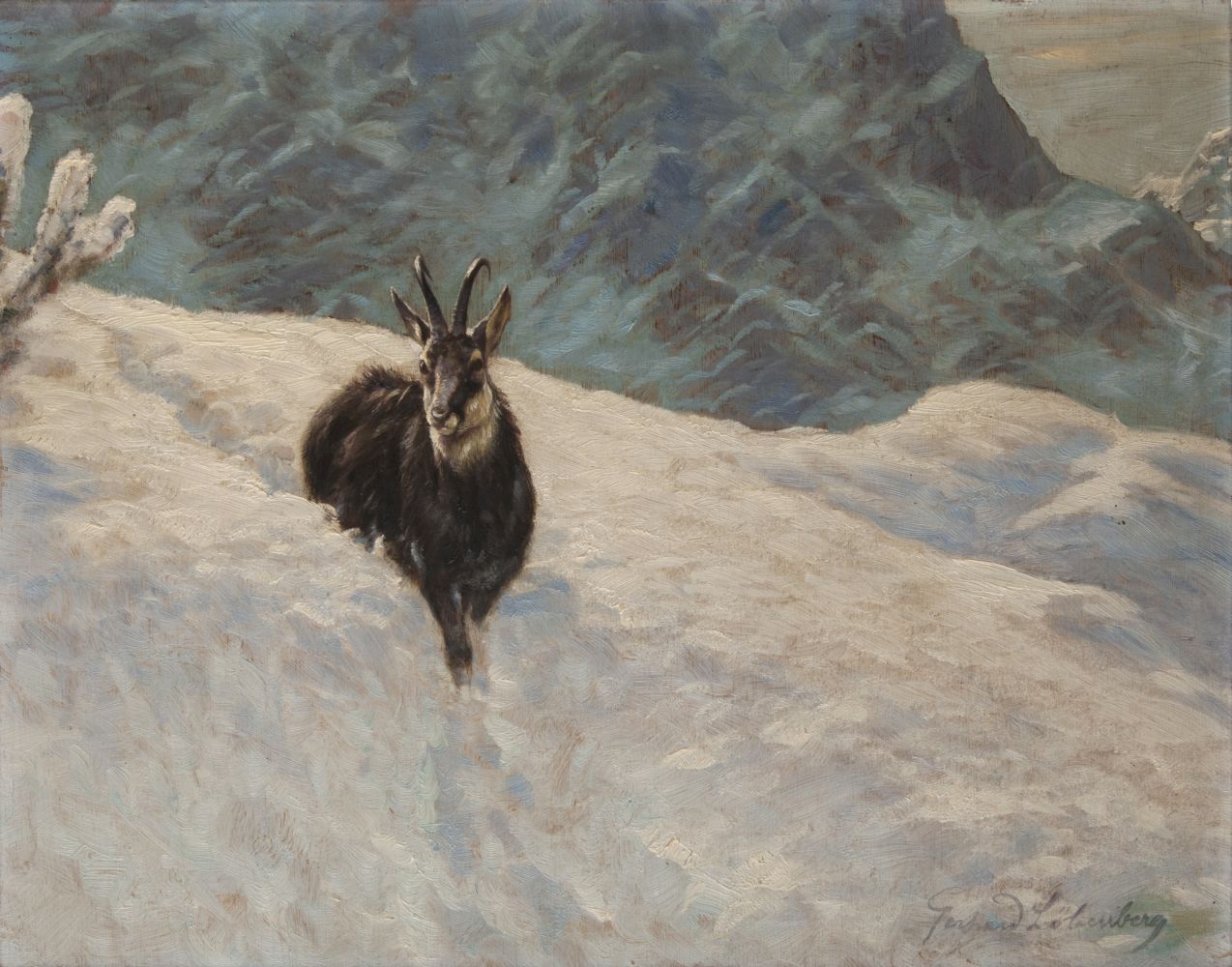 Chamois in Snow