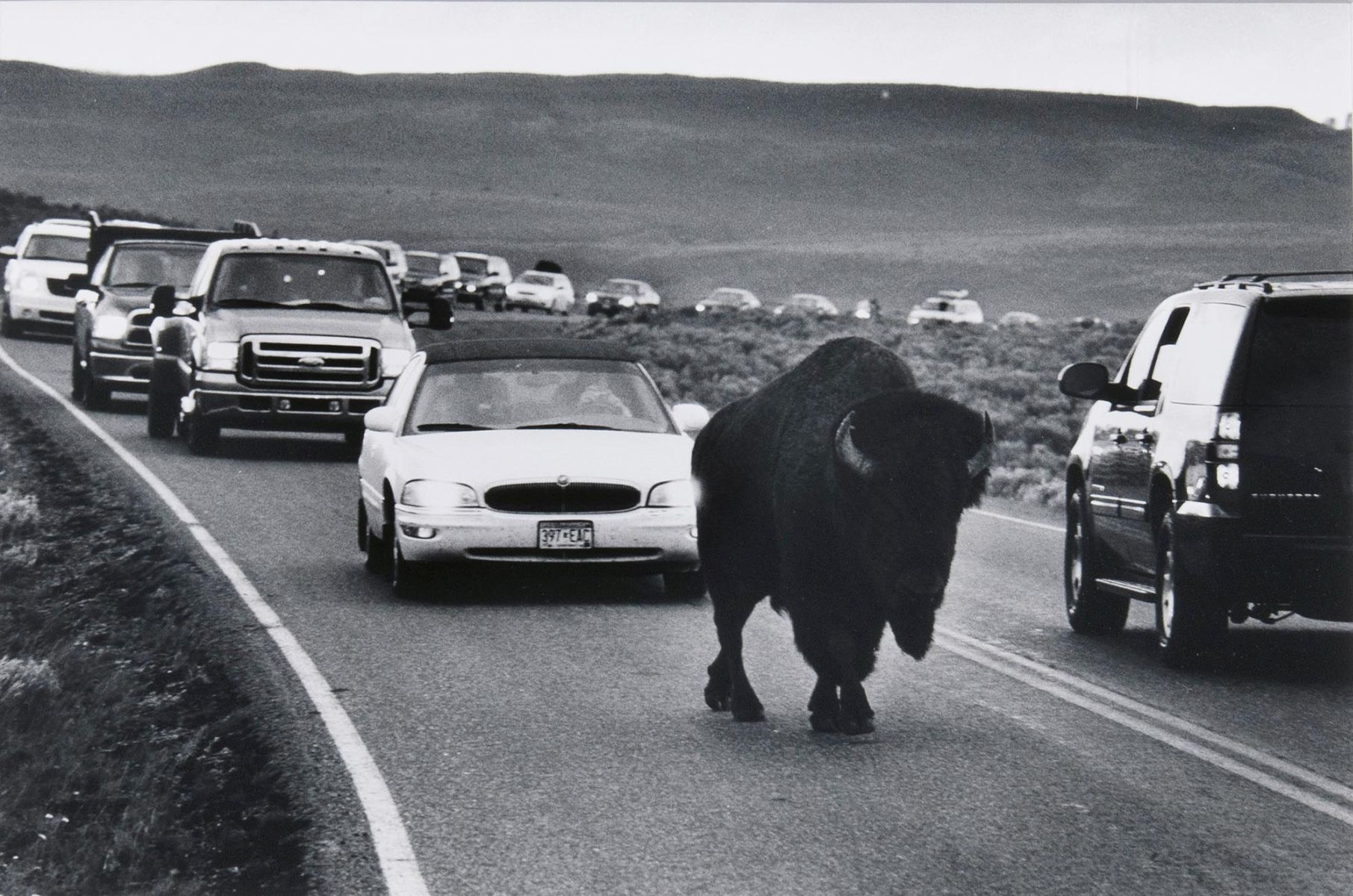 Tail Gating, Yellowstone