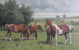 Viele Pferde auf der Weide