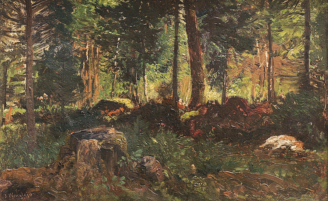 A forest interior