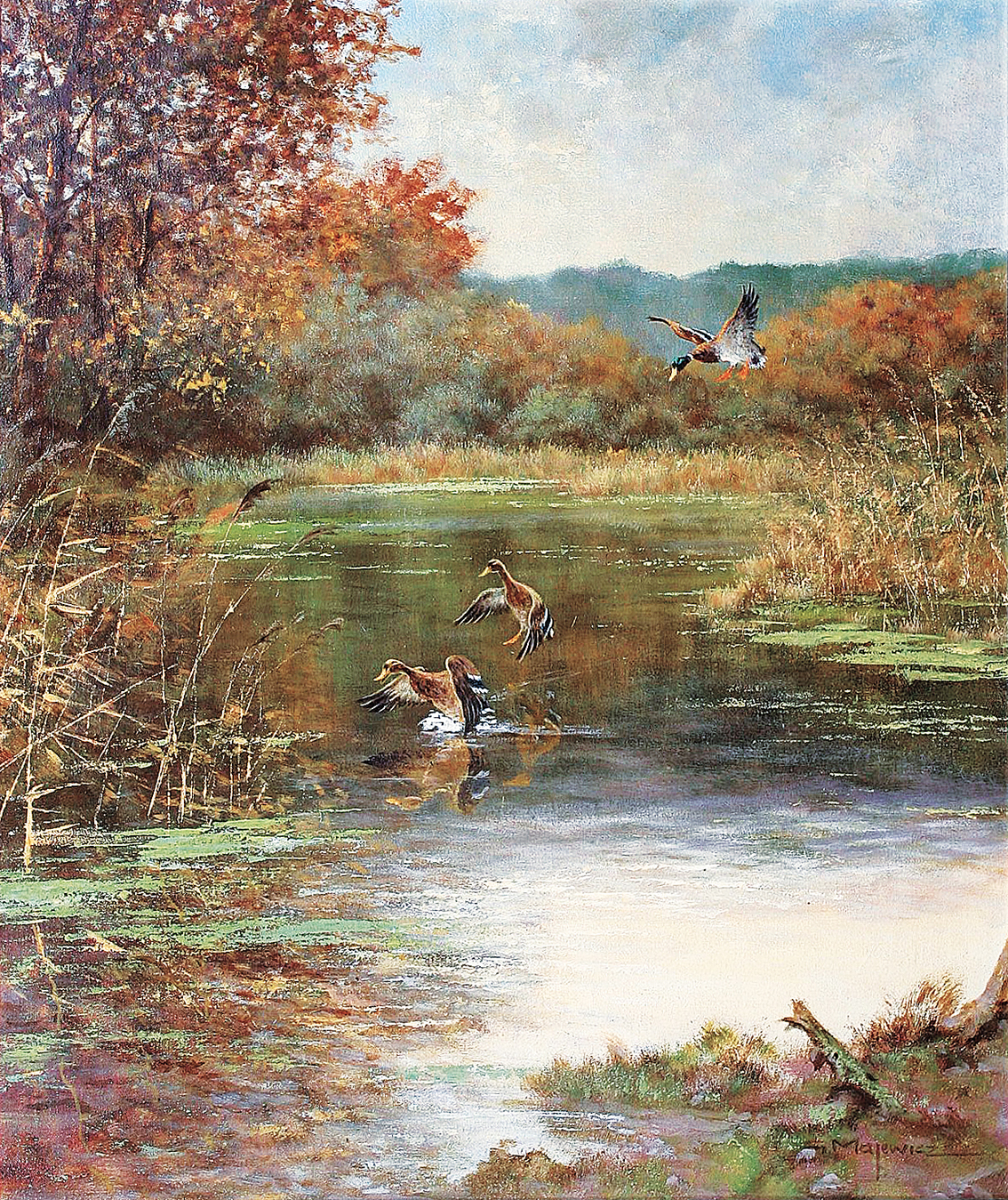 Ducks near a pond