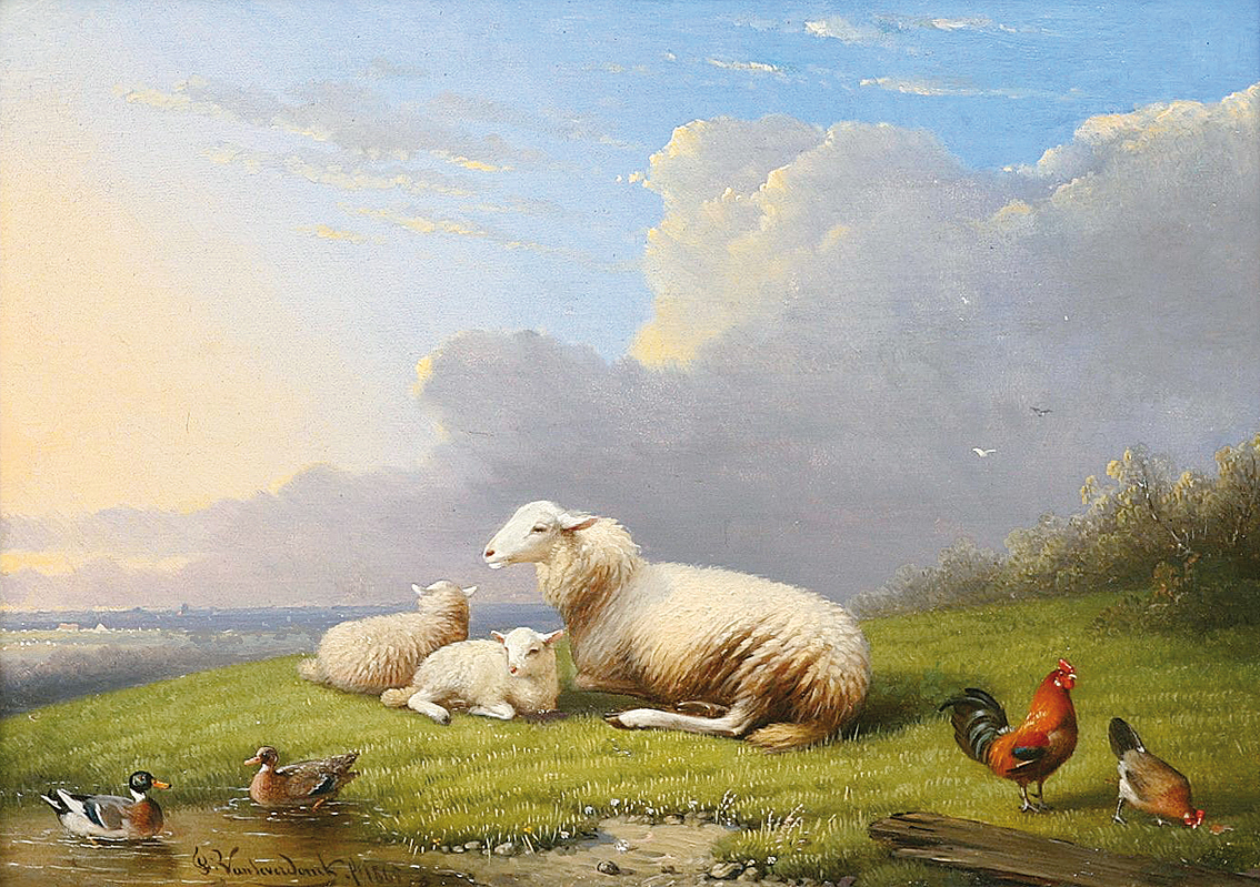 Sheep out at feed