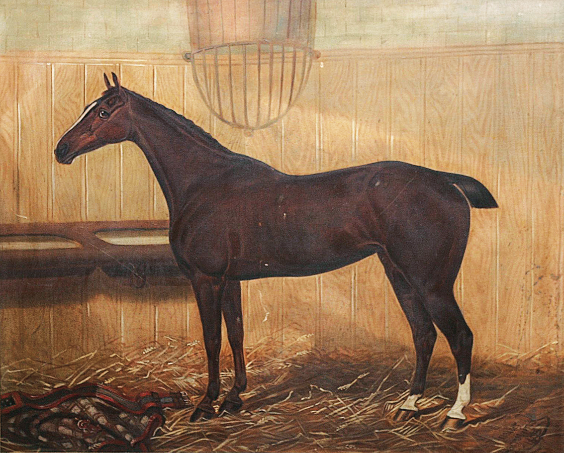 Porträt eines Pferdes im Stall