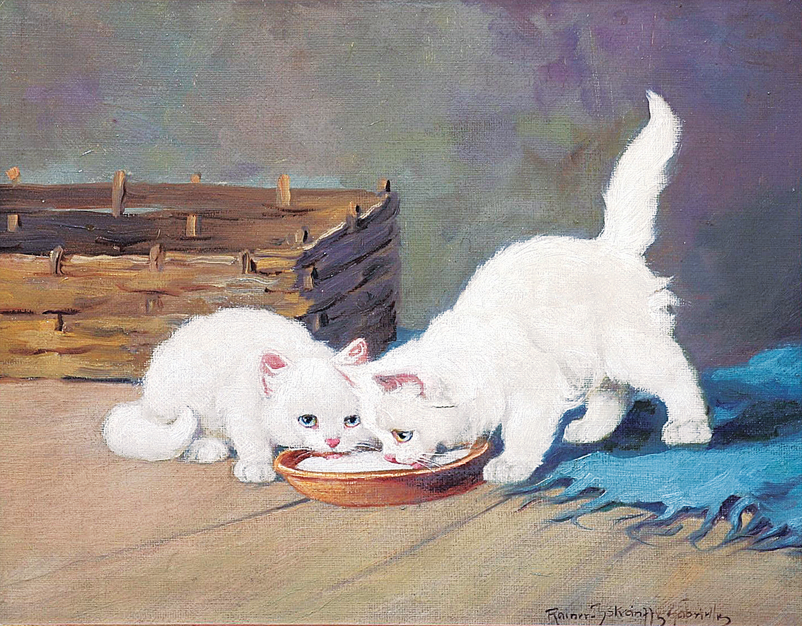 Weisse Kätzchen mit blauer Decke