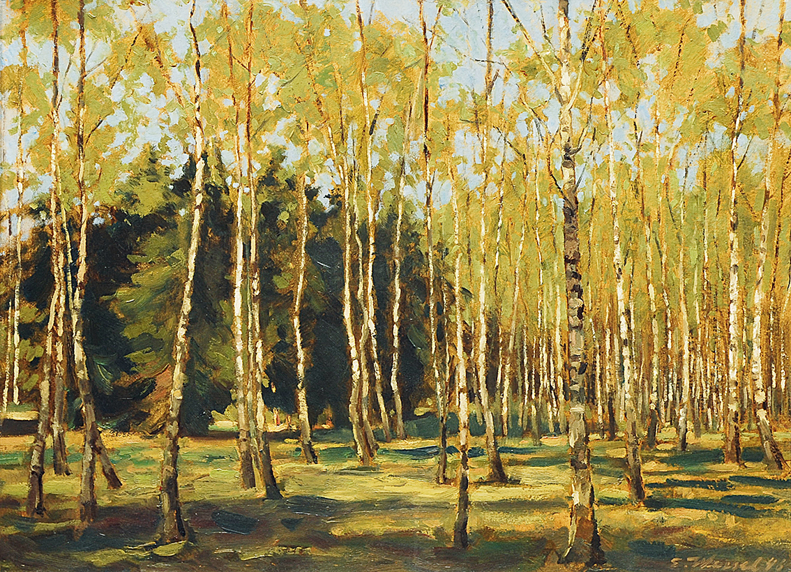 A birch forest in spring