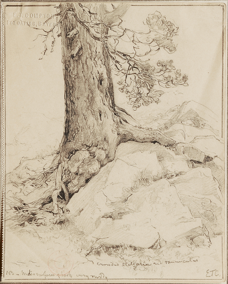 A study of a tree