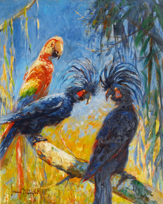 Red Ara and Blue Cockatoos