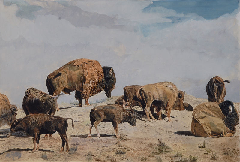 Herd of Bisons