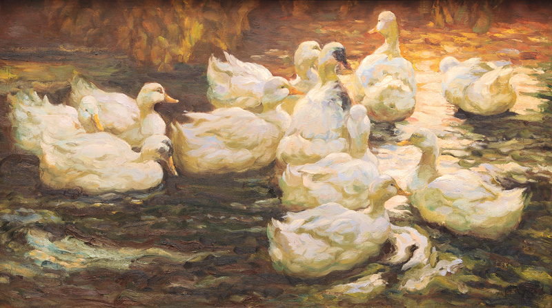 Eleven Ducks in Evening Light